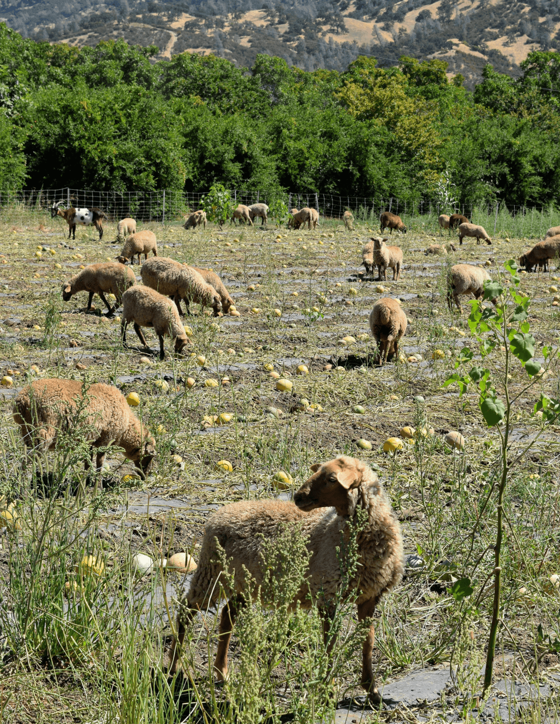 sheep cleaning a field of leftover crops