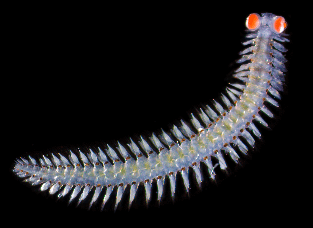 The blue-gray bristle worm has giant orange eyes and many spines running down its sides.