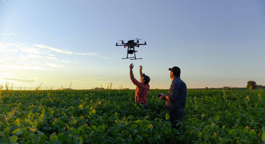 Two people launch a drone standing in a field of crops