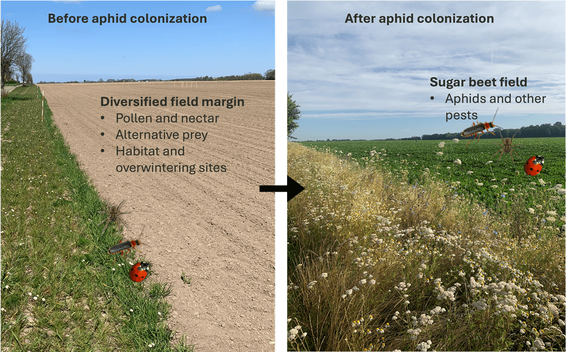 Dynamics between pests and natural enemies in flower strip and field