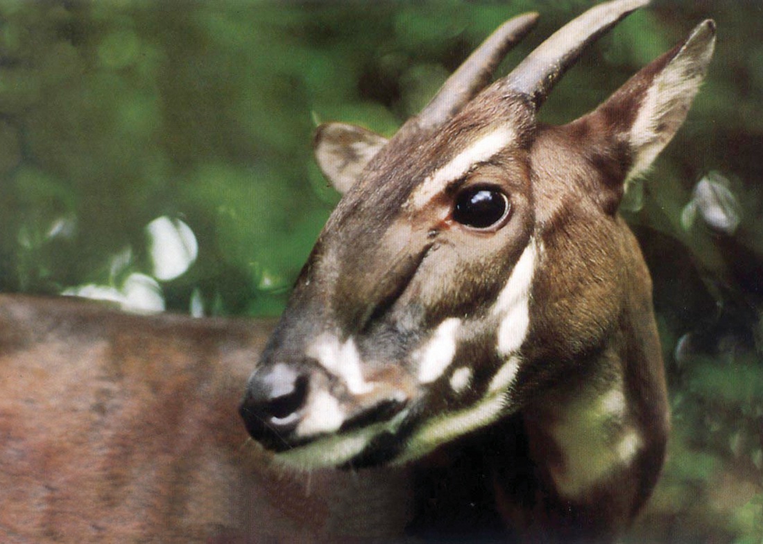 Picture of saola Picture of saola