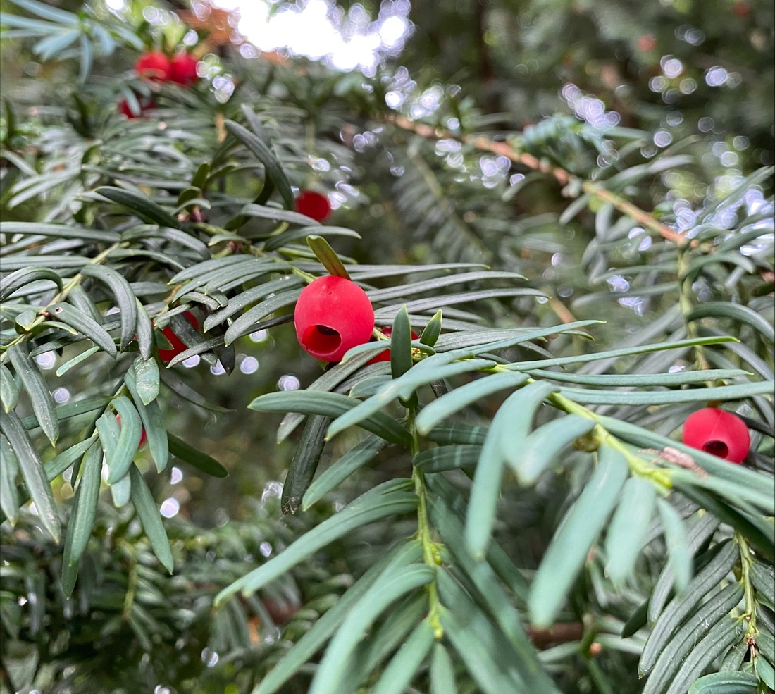 Yew tree