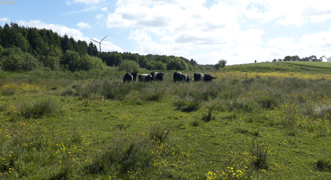 Grazing animals on a wetland from the study