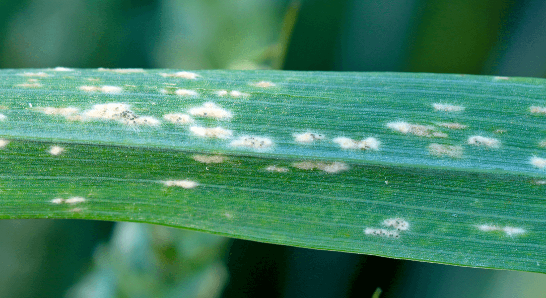 Powdery mildew on barley Powdery mildew on barley