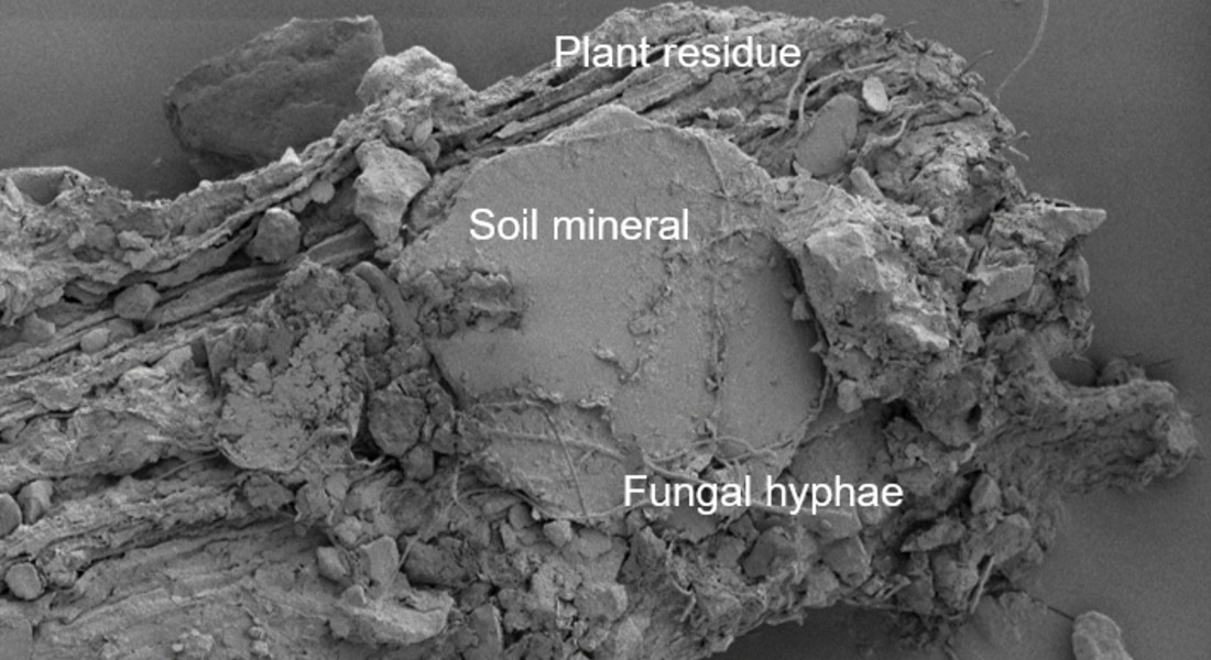 Her ses et nærbillede af, hvordan planterester (plantresidues, eng) bliver indkapslet i jorden (soil mineral) og holdt sammen af svampetråde (Fungal hyphae). Foto: Kristina Witzgall 
