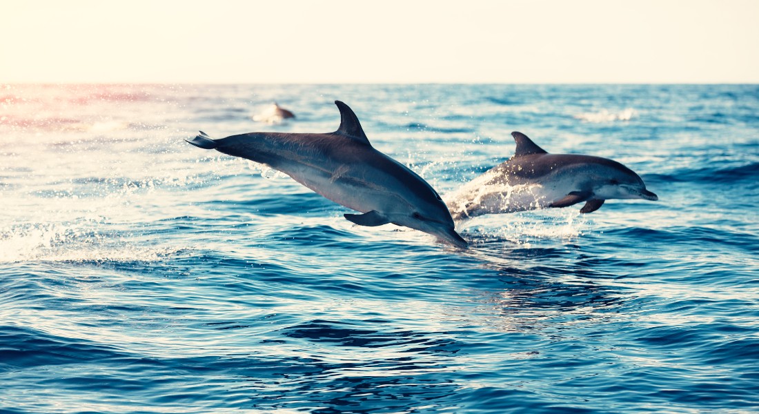 Foto af delfiner, der svømmer i havet