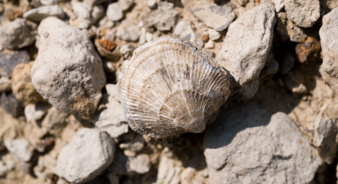 Her ses et foto af Brakiopoder som fossiler i sten. Brakiopoder er hvirvelløse og findes stadig den dag idag, omend kun få i Danmark. Foto: Getty Images