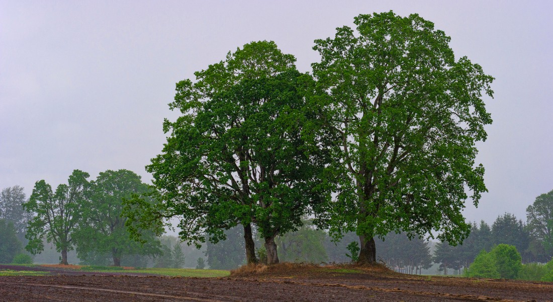 Hvid eg er et eksempel på et af de egetræer, der oprindeligt kommer fra Nordamerika, men som vokser godt i Danmark. Foto: Getty Images