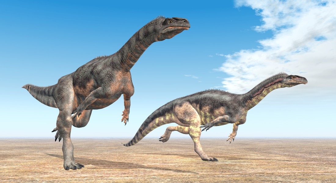 Two Plateosaurus on their way