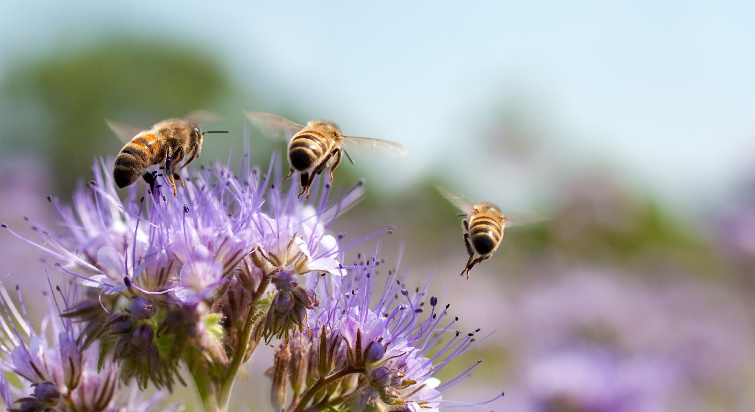 Færre bier vil gå tabt, hvis vi bruger sensorens information til at spraye mindre med pesticider. Foto: Getty Images