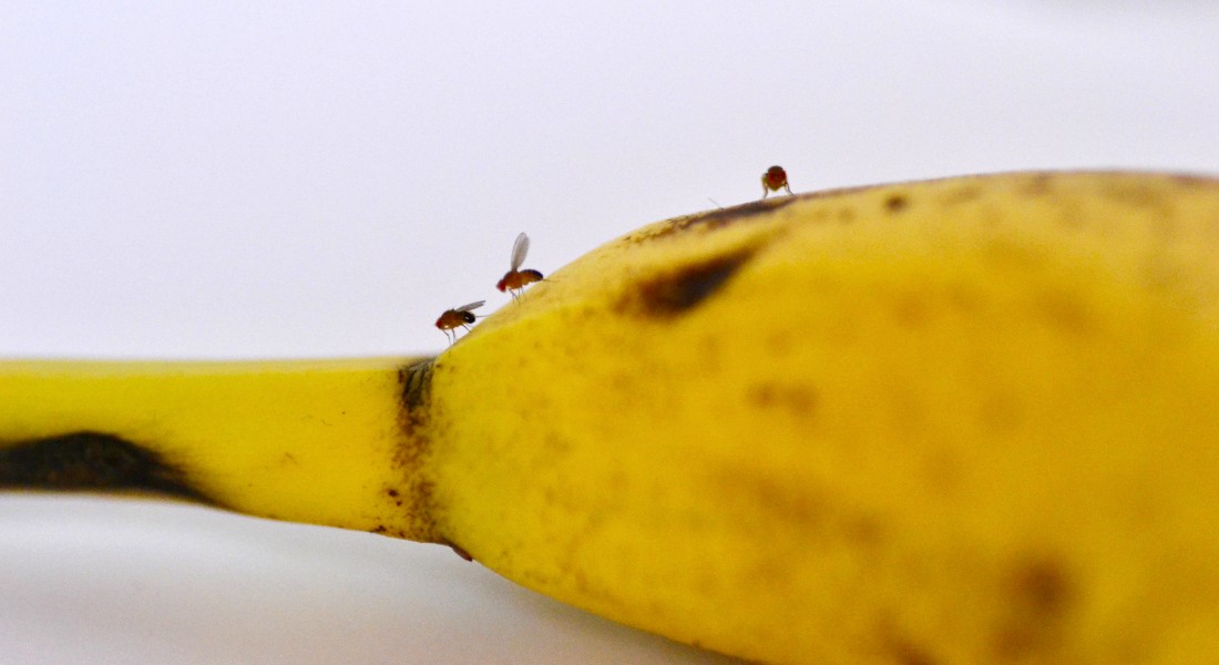 Bananflue på banan