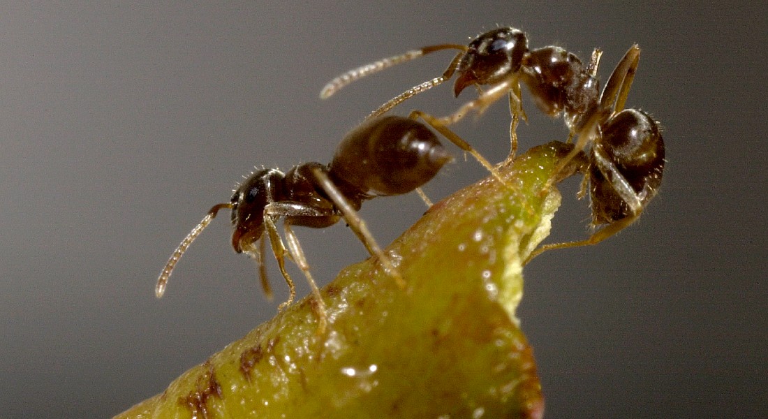 Foto af myrer