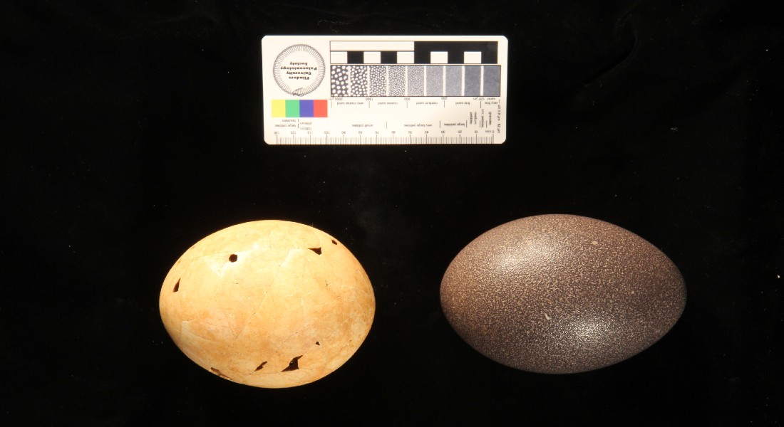 Til højre et emu-æg og til venstre ægget, som forskerne mener stammer fra 'dæmonfuglen' Genyornis newtoni. Sidstnævntes æg vejer cirka 1.5 kg, dvs. mere end 20 gange så meget som et almindeligt kyllingeæg. Foto: Trevor Worthy