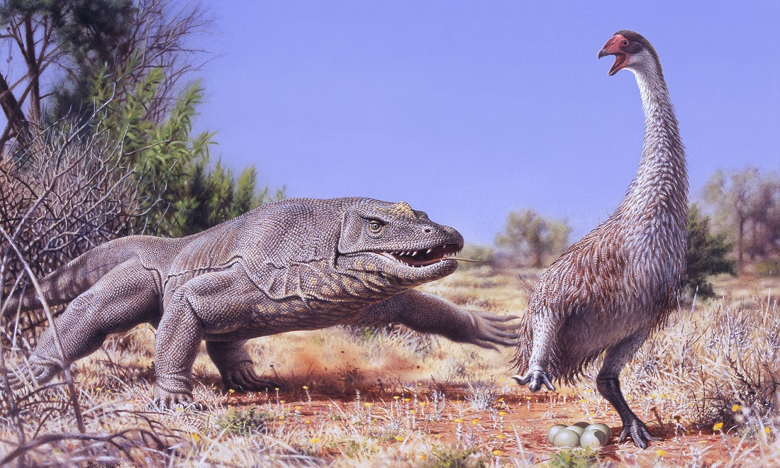 Illustration af Genyornis newtoni, der bliver jagtet af et kæmpe forhistorisk firben i Australien for cirka 50.000 år siden. Illustration: Peter Trusler, Monash University