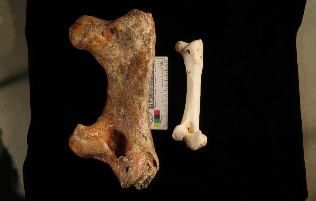 På fotoet ses til venstre en kæmpe lårbensknogle fra Genyornis newtoni og til højre en noget mindre lårbensknogle fra en emu. Foto: Trevor Worthy
