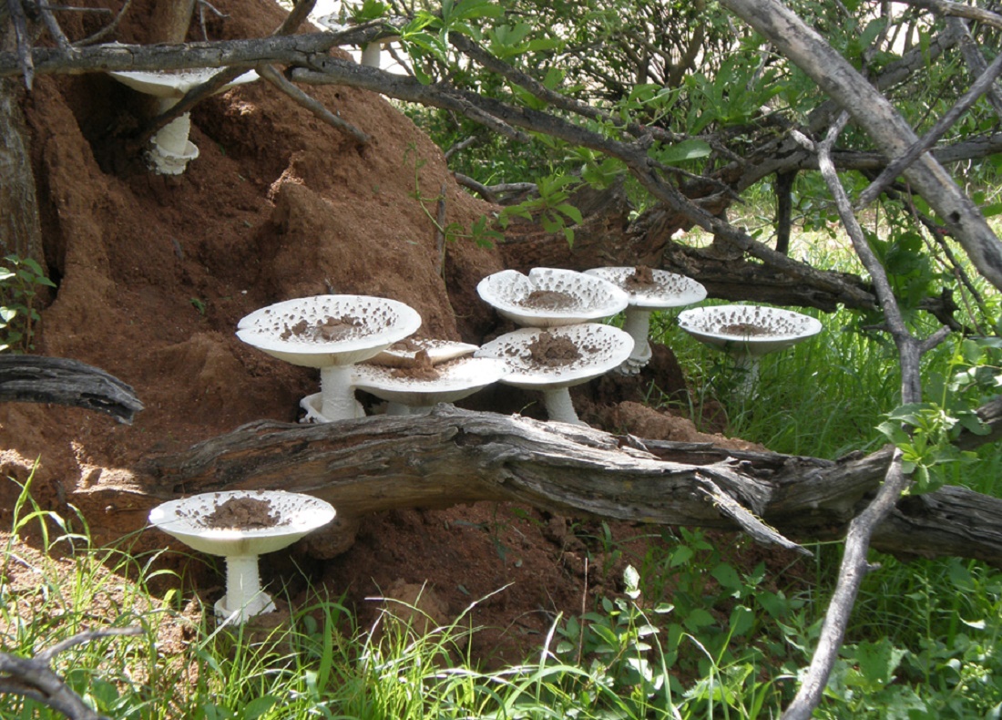 Termitomyces-paddehatte voksende fra en termitkoloni