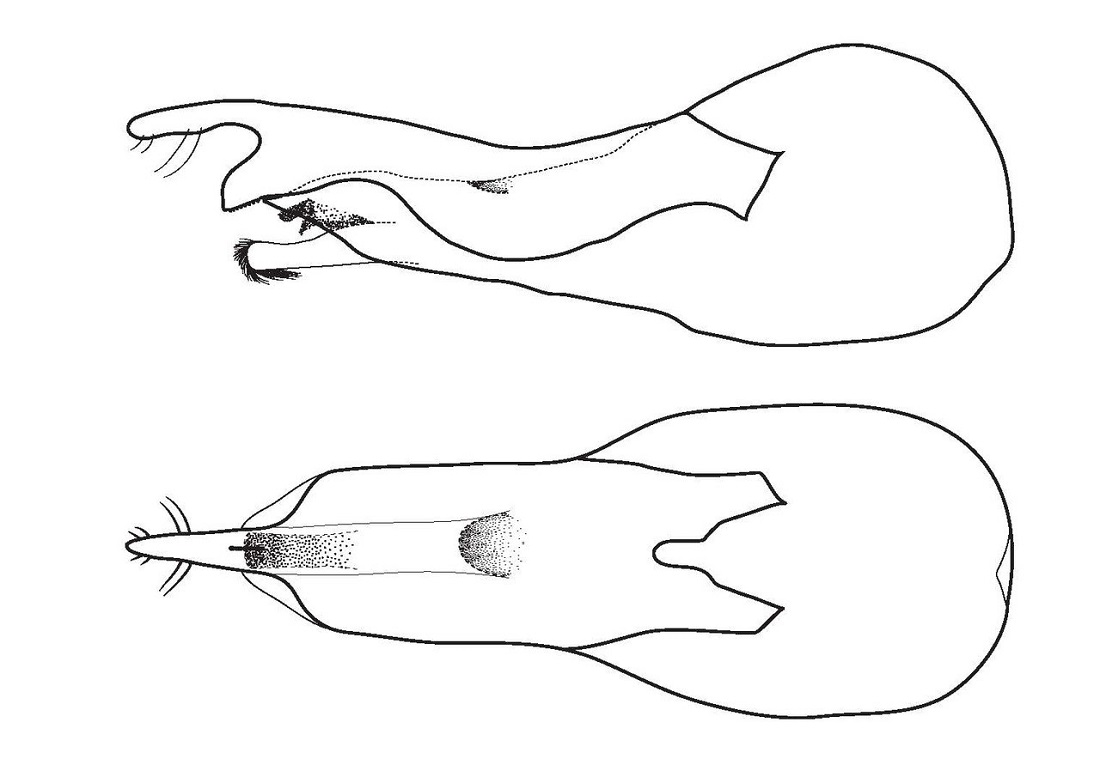 Stregtegning af det hanlige kønsorgan af Loncovilius carlsbergi