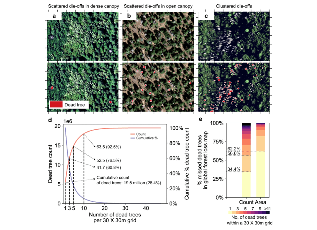 illustration der viser, hvordan AI-modellen registrerer døde træer
