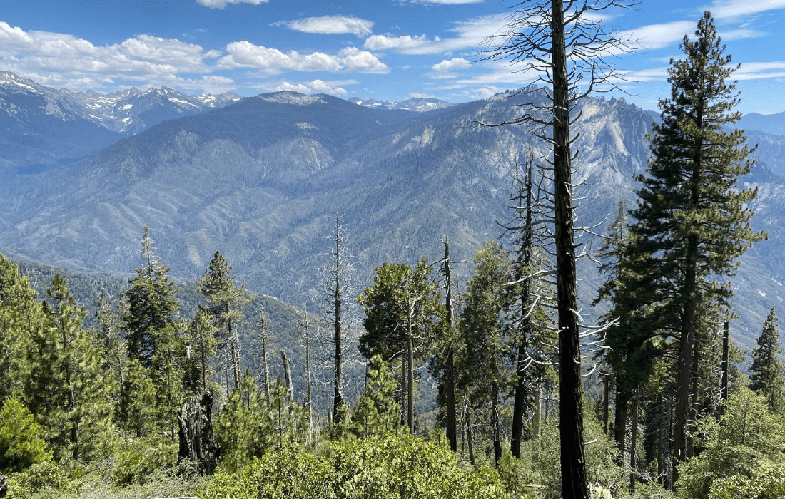 California forest with scattered dead trees