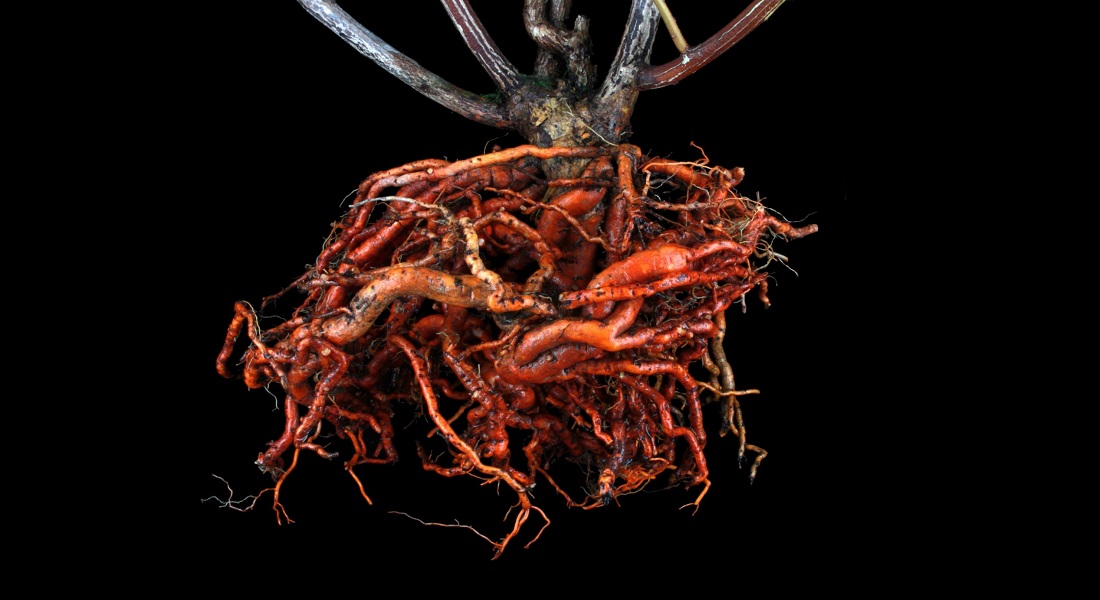 Roden af Tripterygium wilfordii Roden af Tripterygium wilfordii